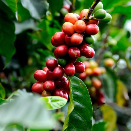 santorino coffee veggies coffee beans