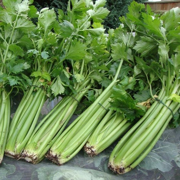 celery – Can tay