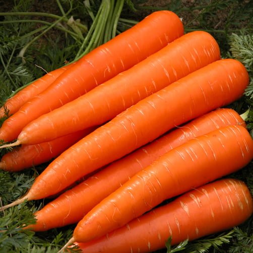 da lat carrot