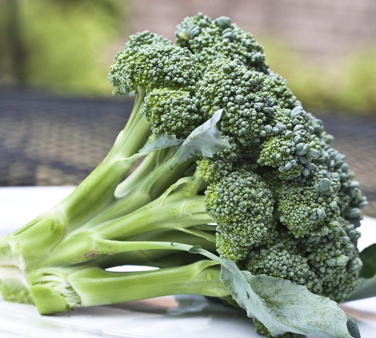 Bông cải xanh – Broccoli – Santorino.org