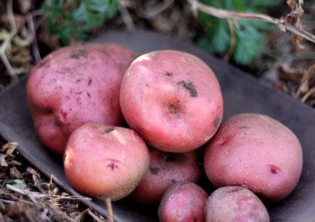 Sử dụng khoai tây baby đỏ - red potato hợp lý và công dụng tuyệt vời của khoai tây