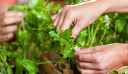 Ngò tây đem lại rất nhiều lợi ích cho sức khỏe: