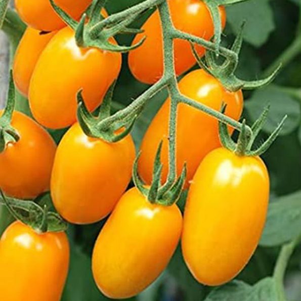 cà chua bi vàng yellow – tomato-plum-yellow