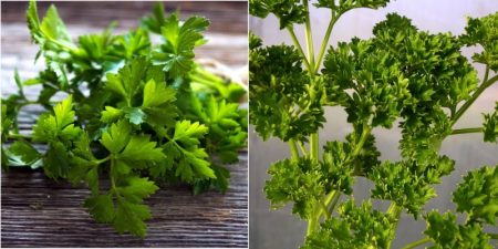 Cây xạ đen, và công dụng thần kì với sức khỏe con người