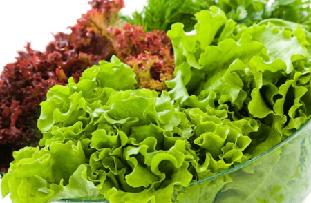 Thành phần dinh dưỡng của rau Lettuce Santorino Coffee & Veggies 