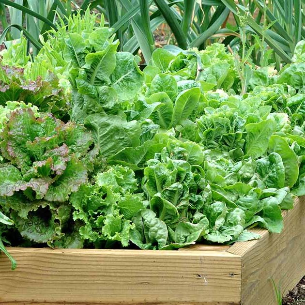 xa lach lolo - Lollo green lettuce garden- Santorino