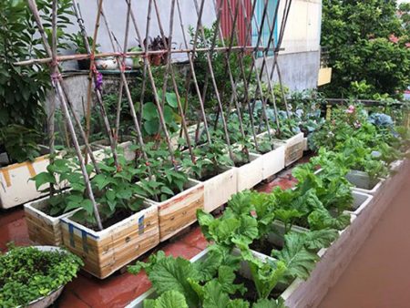 trồng rau trên sân thượng santorino coffee & veggies