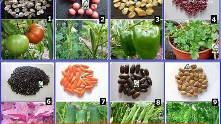 mua hạt giống rau ở đâu santorino coffee & veggies