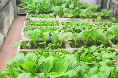 cách trồng rau tại nhà santorino coffee & veggies