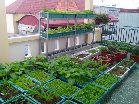 cách trồng rau tại nhà santorino coffee & veggies