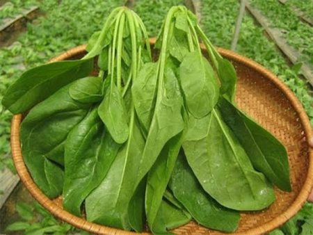 cải bó xôi santorino