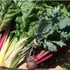 cải cầu vòng - swiss chard