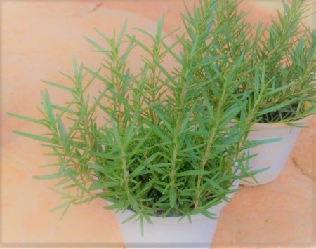 Rosemary - santorino.org