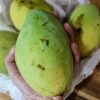 Xoai cat hoa loc - Mango Hoa Loc