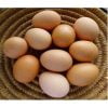 10 trứng gà công nghiệp - 10 eggs