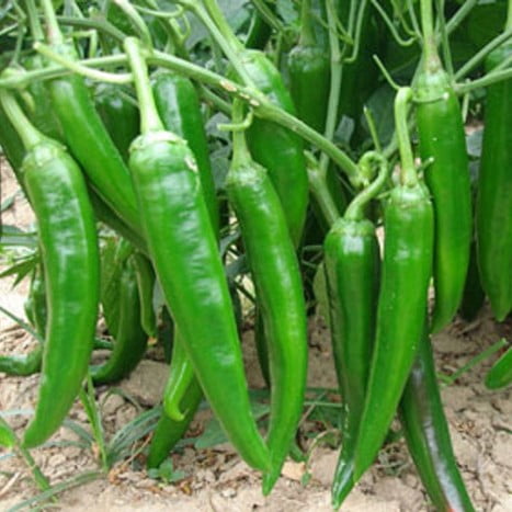 1-Original-package-NX-10g-600-spicy-hot-green-Horn-pepper-seeds-85-90-days-from~2