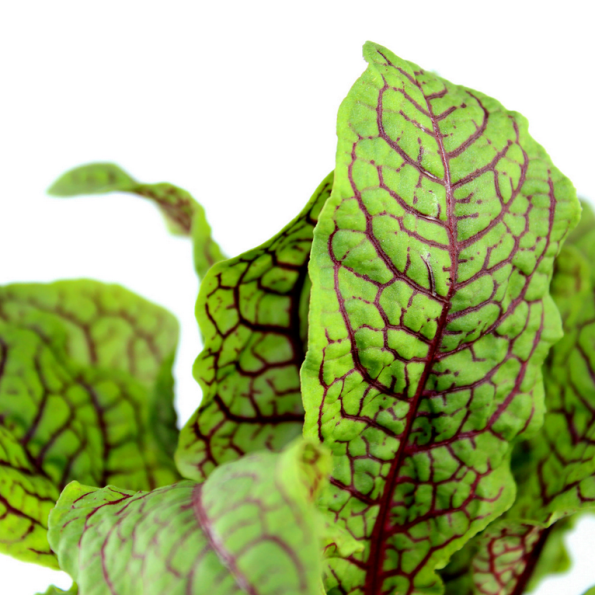 la nhut chua van do - red sorrel