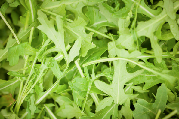 mua rau rocket ở đâu