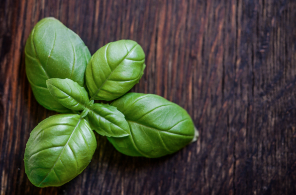 rau basil gia si tai saigon