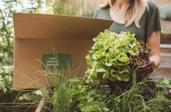 nhà cung cấp rau củ tại sài gòn